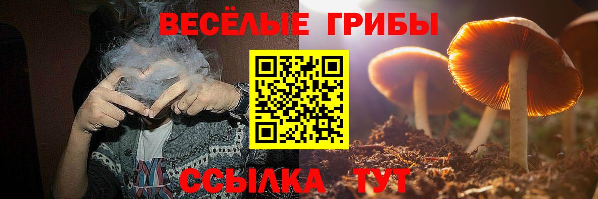 Псилоцибиновые грибы Psilocybe Абакан